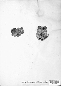 Dermatocarpon miniatum image